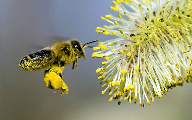 Espectacular video de abejas volando en cámara lenta