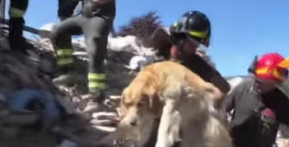 El perro que sobrevivió diez días en los escombros de Amatrice