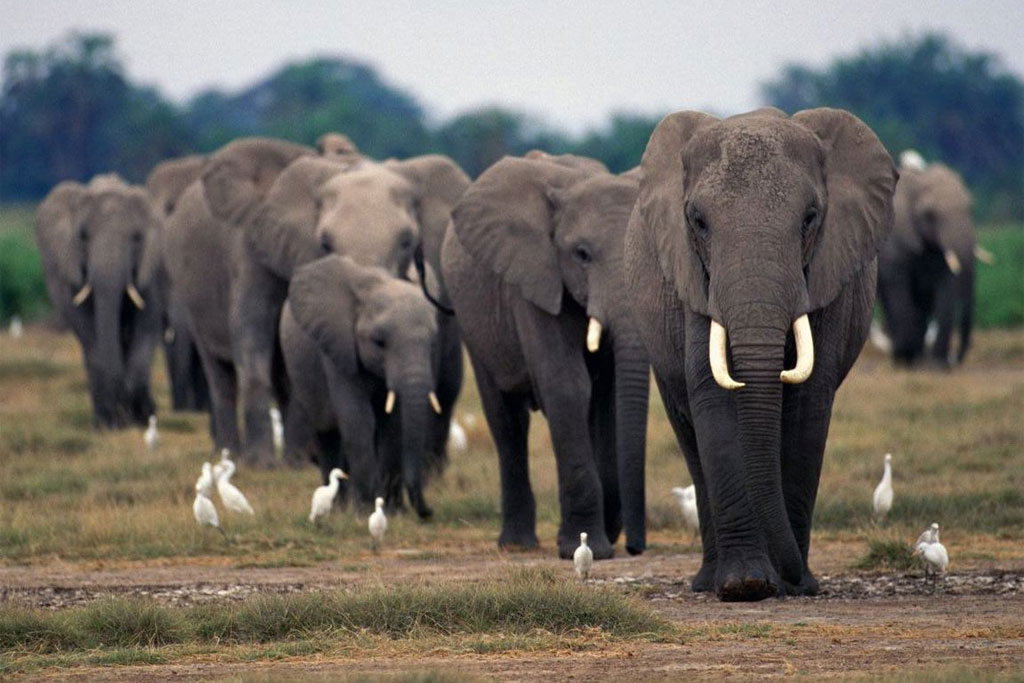 Elefantes africanos: cae la población un 30% en 7 años
