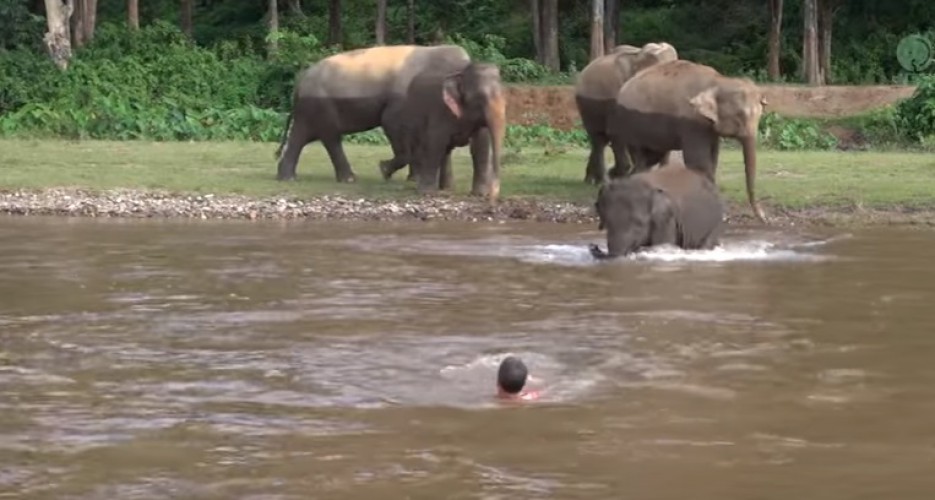Elefante héroe: saltó al río para salvar a su cuidador