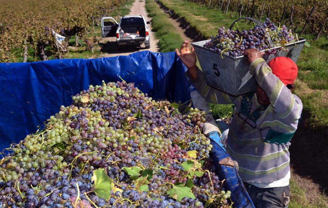 El Gobierno asistirá a productores vitivinícolas sanjuaninos