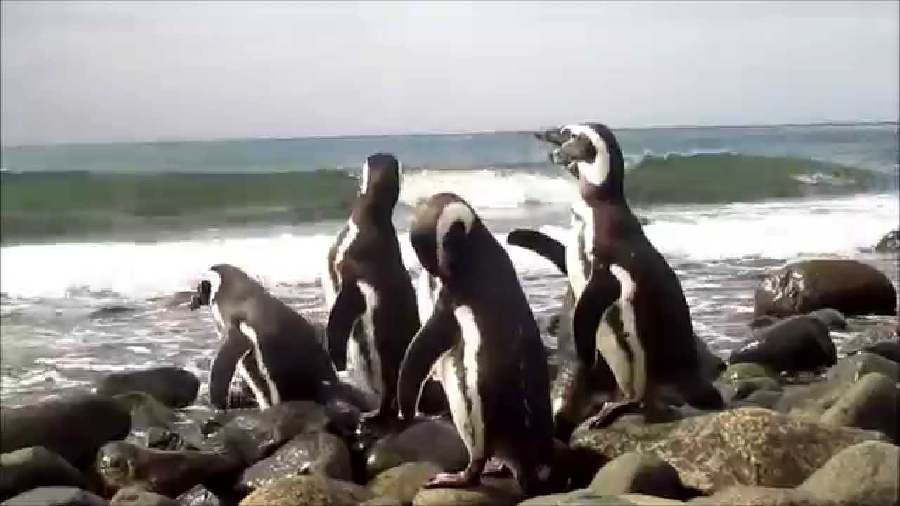 Pingüinos de Magallanes: especie «casi vulnerable»