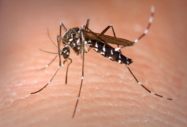 Advierten que el Aedes aegypti desarrolló una adaptación para sobrevivir al frío